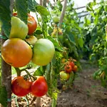 Tourist Farm Zelinc Фермерский дом *