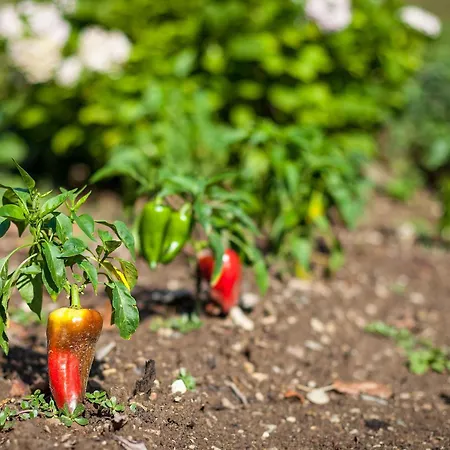 Tourist Farm Zelinc * Cerkno