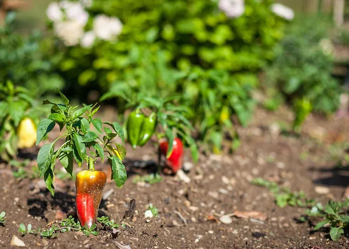 Tourist Farm Zelinc * Cerkno