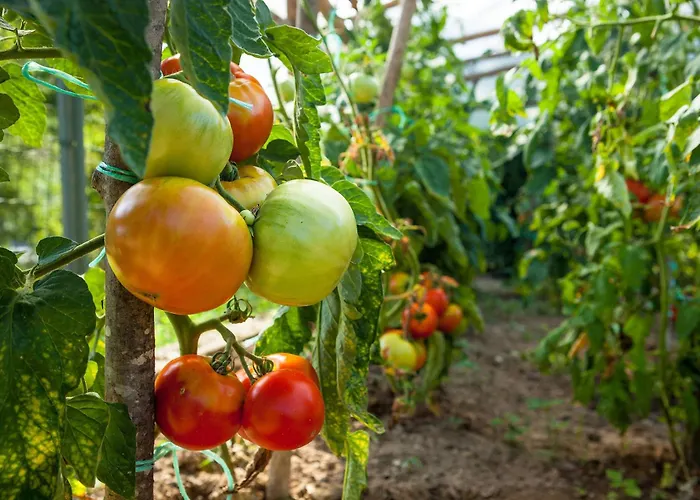 Tourist Farm Zelinc مزرعة للإقامة *